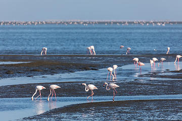 Image showing Rosy Flamingo colony in Walvis Bay Namibia