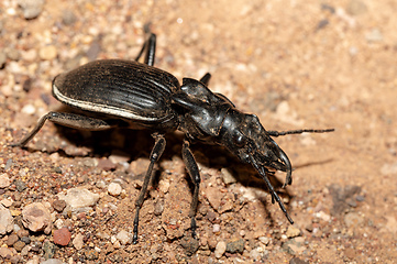 Image showing ground beetle Anthia Cintipennis in namibia