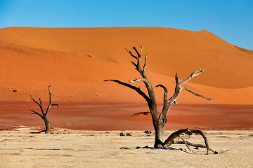 Image showing dry acacia tree in dead in Sossusvlei, Namibia