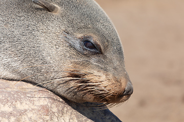 Image showing baby brown seal in Cape Cross, Namibia