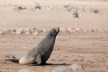 Image showing baby brown seal in Cape Cross, Namibia