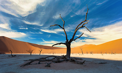 Image showing dry acacia tree in dead in Sossusvlei, Namibia