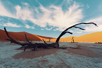 Image showing dry acacia tree in dead in Sossusvlei, Namibia