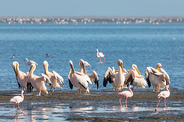 Image showing pelican colony in Walvis bay, Namibia wildlife