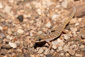 Image showing night gecko in namib desert, Namibia wildlife