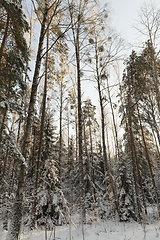 Image showing Trees in winter