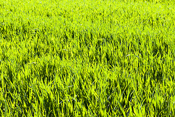 Image showing agricultural field