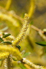Image showing yellow flowers willow