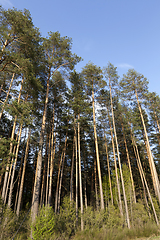 Image showing summer landscape in a pine forest
