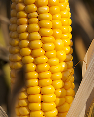 Image showing one open ear of corn