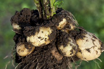 Image showing potato tuber