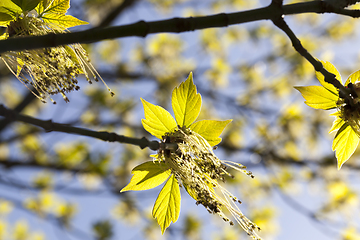 Image showing beautiful flowering maple