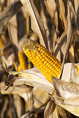 Image showing damaged corn