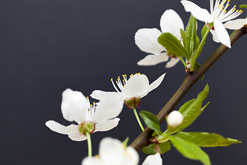 Image showing white flowers