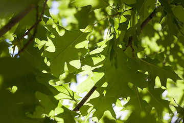 Image showing green oak