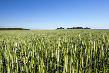 Image showing summer landscape