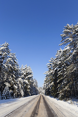 Image showing Trees in winter ,