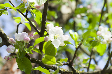 Image showing apple fruit tree