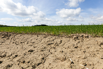 Image showing cracked soil