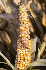 Image showing empty ear corn