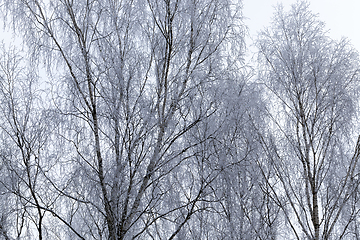 Image showing Snow ,in winter