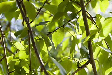 Image showing clean and beautiful leaves