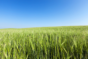 Image showing Field with cereal