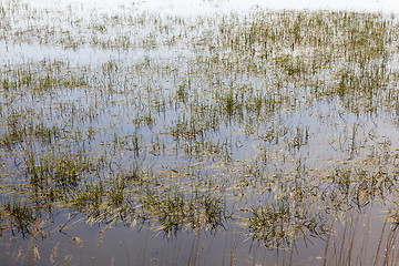 Image showing European swamps