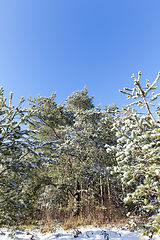 Image showing the tops of pine trees in the forest in winter