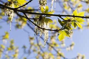 Image showing beautiful flowering maple