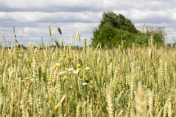 Image showing unripe wheat spikelets