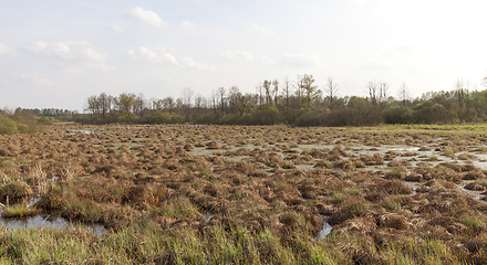 Image showing swamp hummock