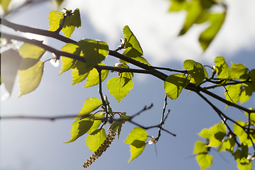 Image showing green leaves birch