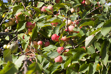 Image showing small red wild not tasty apples