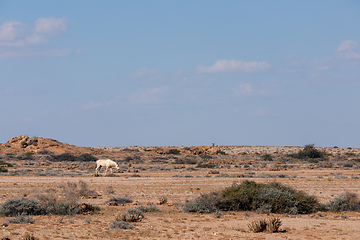 Image showing Namib wild Desert Horse Namibia, Africa