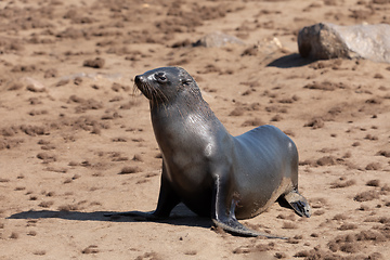 Image showing baby brown seal in Cape Cross, Namibia