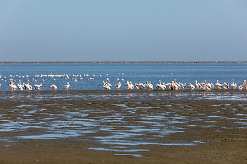 Image showing pelican colony in Walvis bay, Namibia wildlife