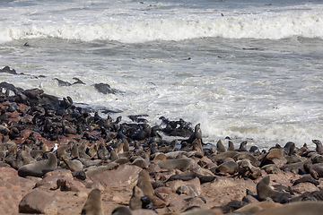 Image showing colony of brown seal in Cape Cross, Namibia