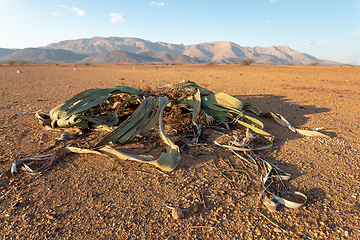 Image showing Welwitschia mirabilis desert plant, Namibia