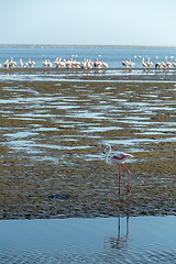 Image showing Rosy Flamingo colony in Walvis Bay Namibia