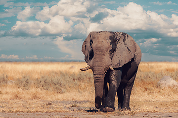 Image showing African Elephant, Botswana safari wildlife