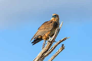 Image showing tawny eagle Botswana Africa safari wildlife