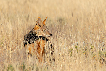 Image showing black-backed jackal Namibia, africa safari wildlife