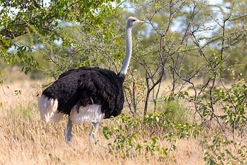 Image showing Ostrich, in Etosha, Africa wildlife safari