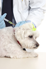 Image showing Vet giving dog needle injection