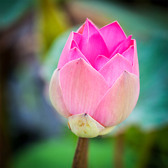 Image showing Lotus close up