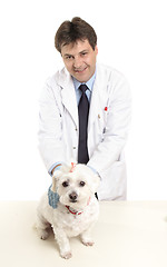 Image showing Vet holding dog on table