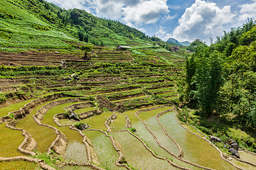 Image showing Rice field terraces. Near Sapa, Vietnam