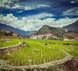 Image showing Rice plantations. Vietnam