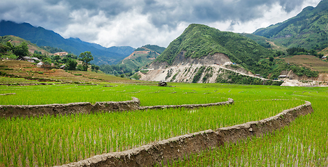 Image showing Rice plantations. Vietnam